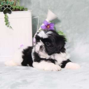 Polecat, Shih Tzu Puppy